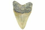 Serrated, Fossil Megalodon Tooth - North Carolina #371674-1